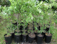 Set di Piante Fornite da Zollo s.r.l.